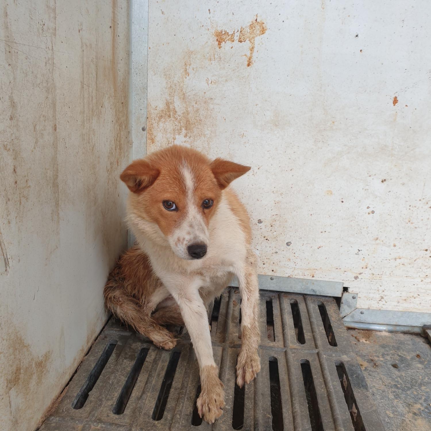 남양동물보호센터_441553202302085