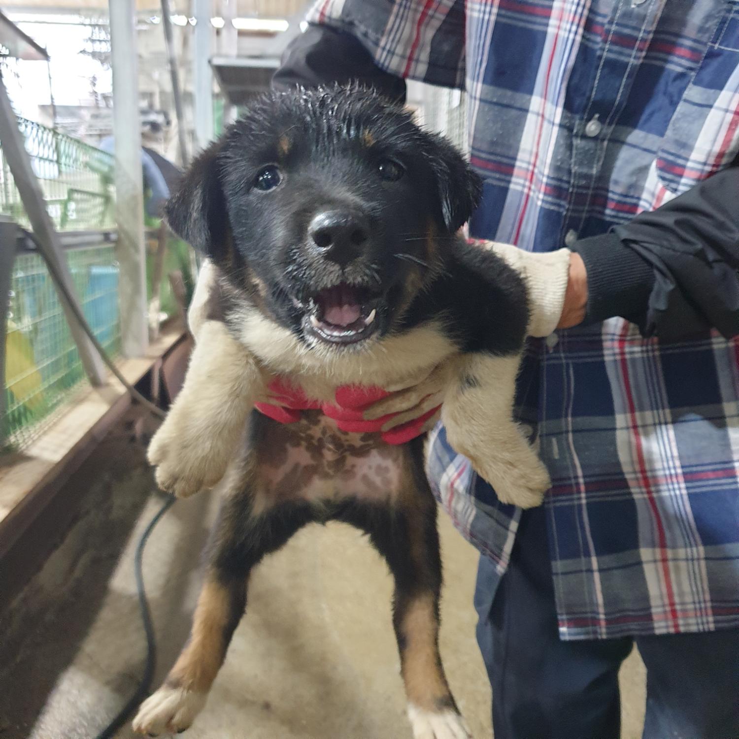 남양동물보호센터_441553202302089