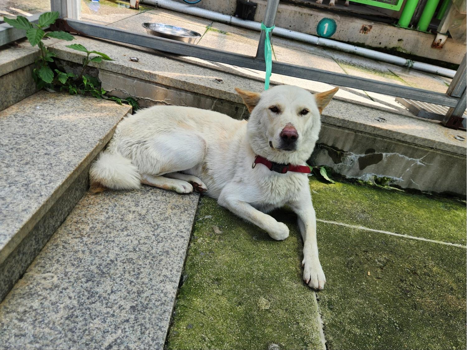 광주 동물보호소_429360202300584