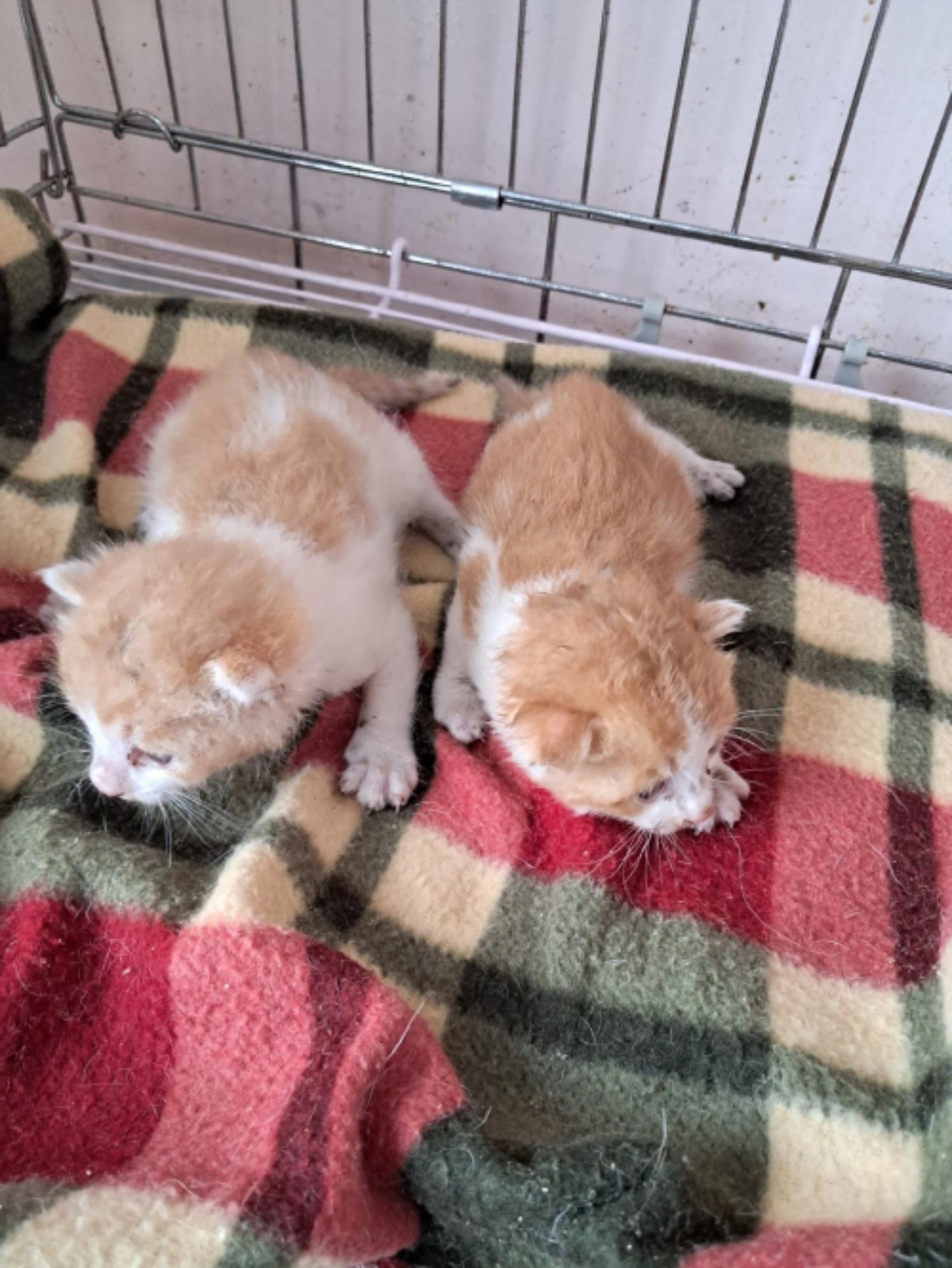 유기동물및관리협회_448535202300955