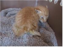 (사)유기동물및동물보호관리협회_426339202300178