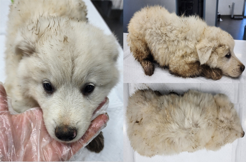 서산시 동물보호센터_444453202300574