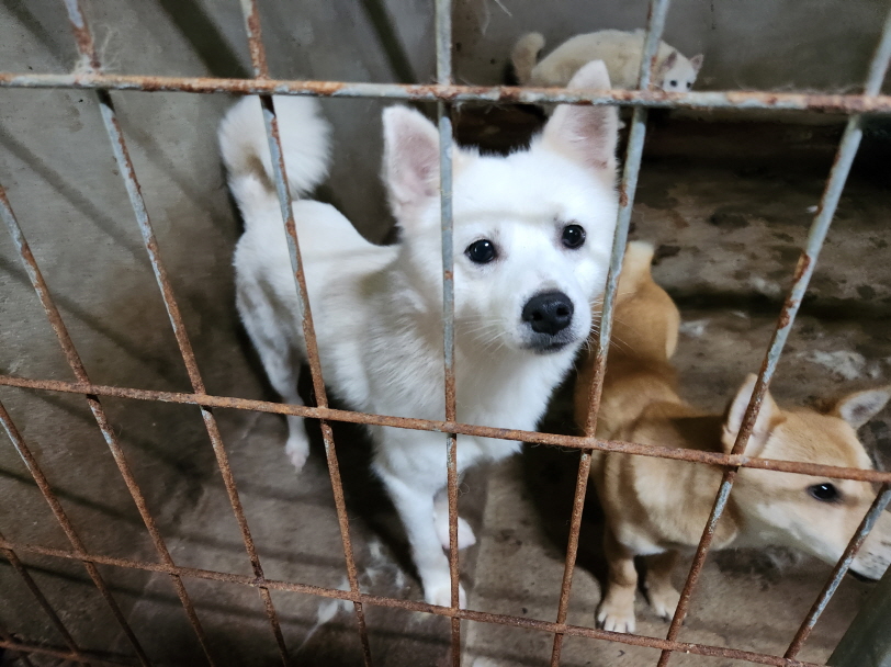 함양군위탁보호소_448546202300287
