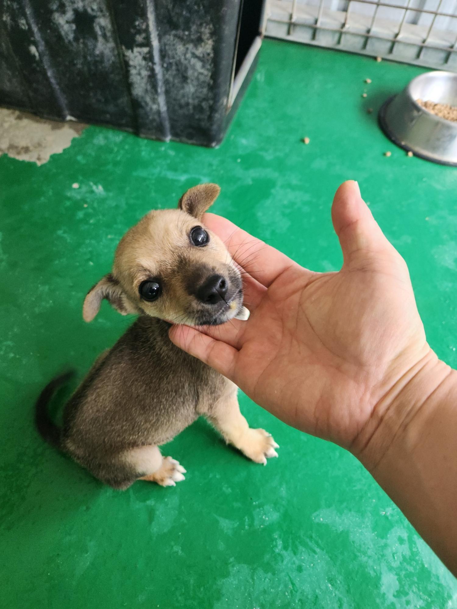 예천군유기동물보호소_447523202300385