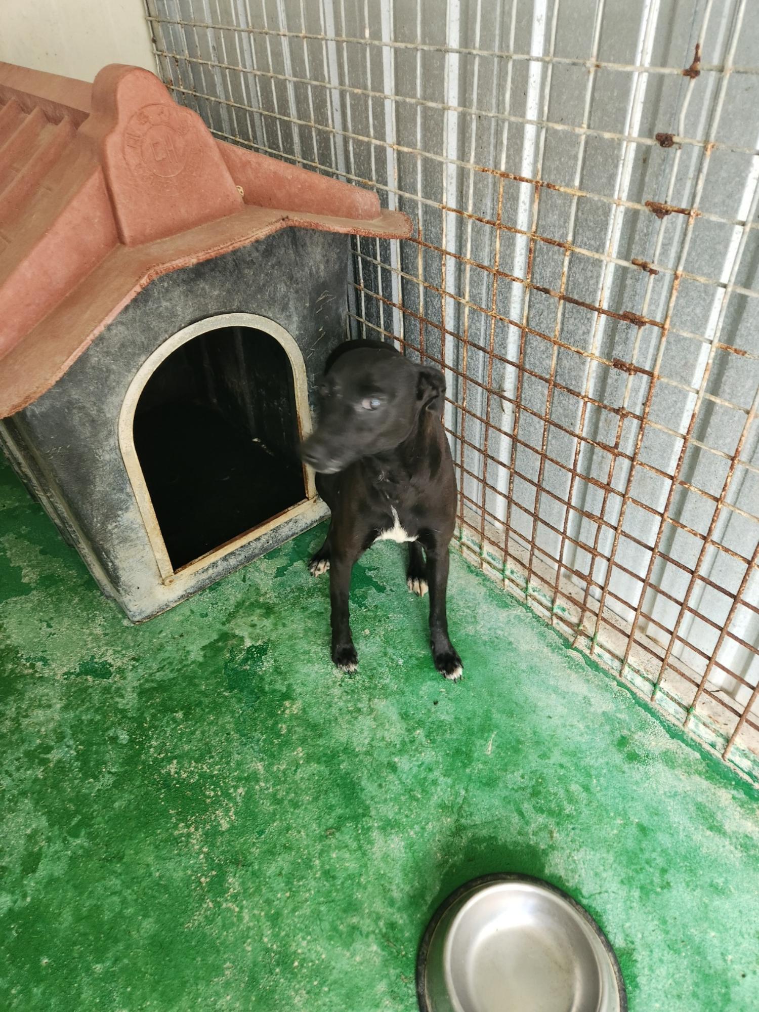 예천군유기동물보호소_447523202300386