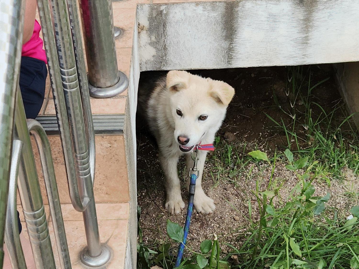 양구군유기동물보호소_442432202300086