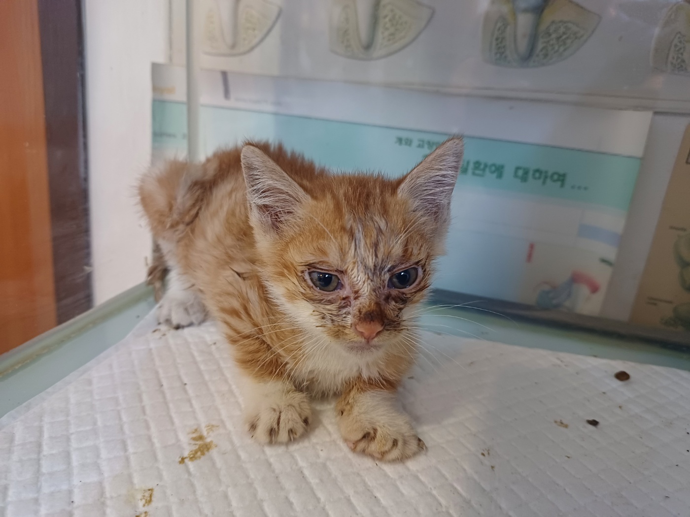 행복한동물병원_445464202302477