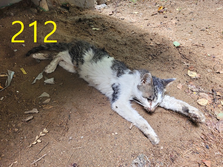 신영재동물병원_428355202300369