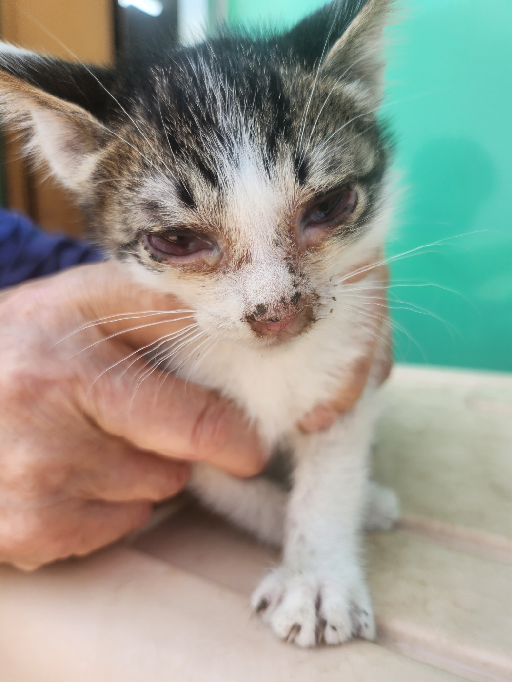 예산동물보호센터_444461202300445