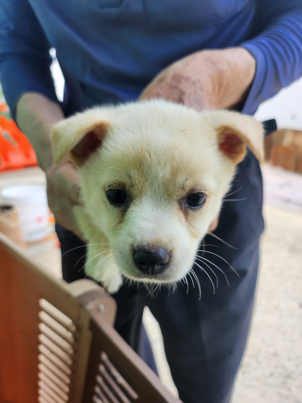 예산동물보호센터_444461202300441
