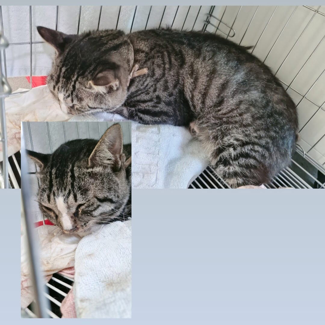 아산동물복지지원센터_444452202301446