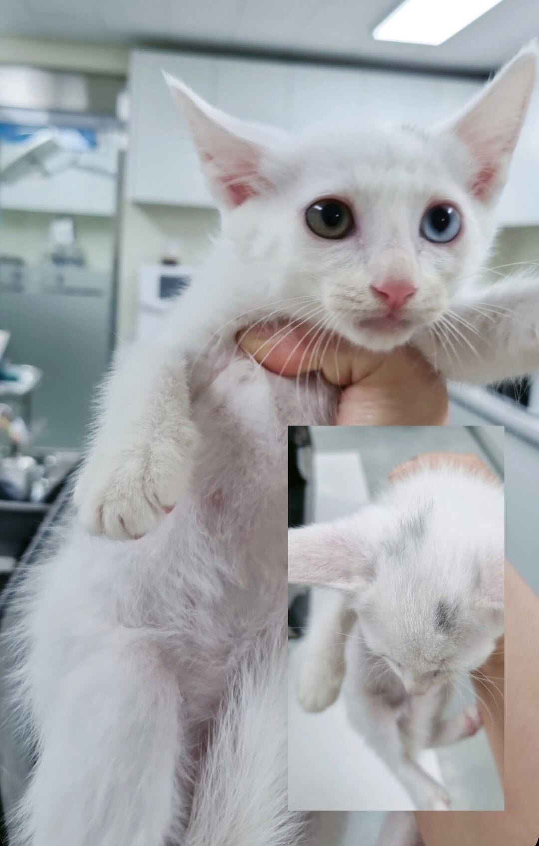 아산동물복지지원센터_444452202301459