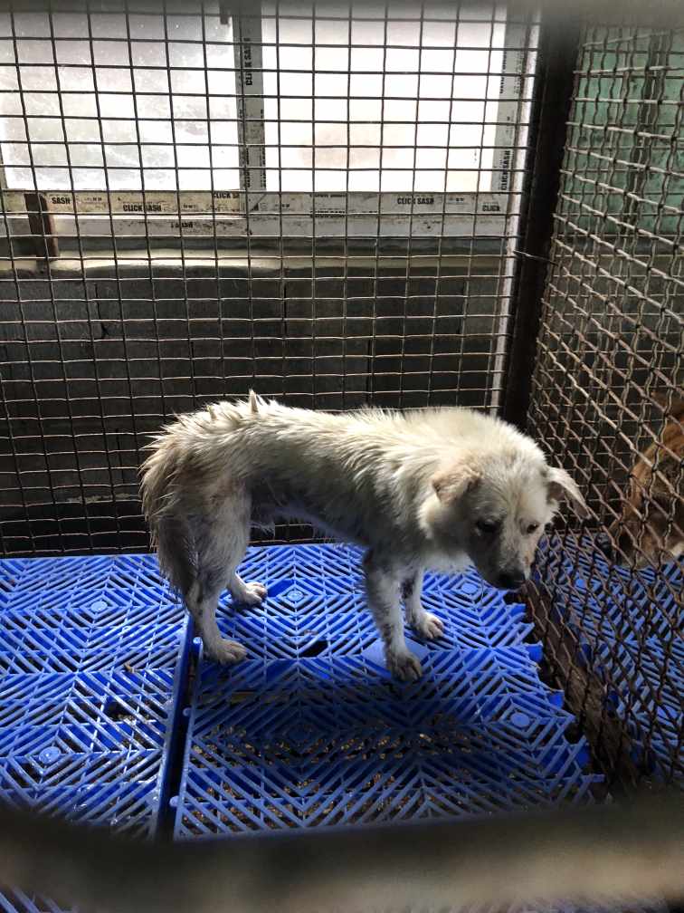 남해군유기동물보호소_448543202300182