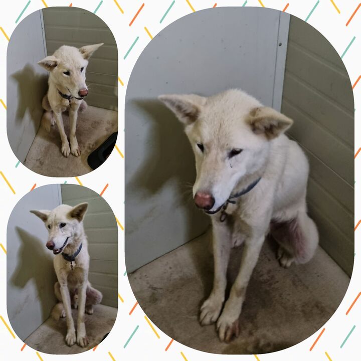부안군 동물보호센터_445479202300539