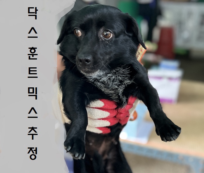 마산유기동물보호소_448528202300906