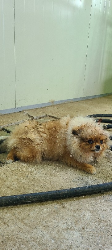 고령군 임시보호소_447520202300269