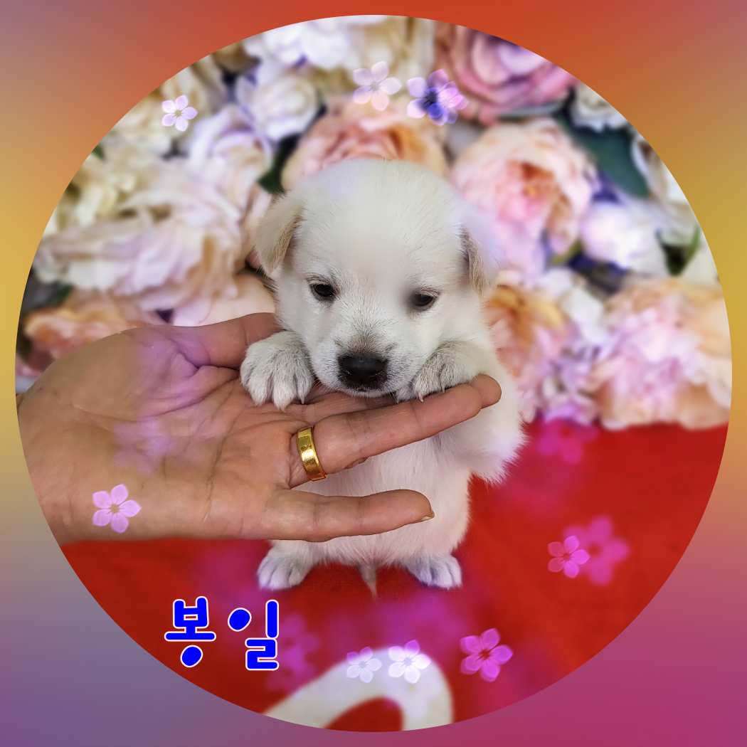 군산유기동물보호센터_445467202301223