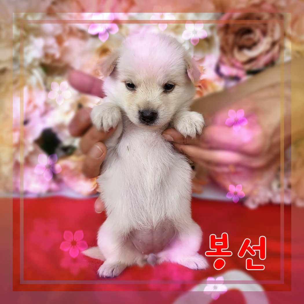 군산유기동물보호센터_445467202301225