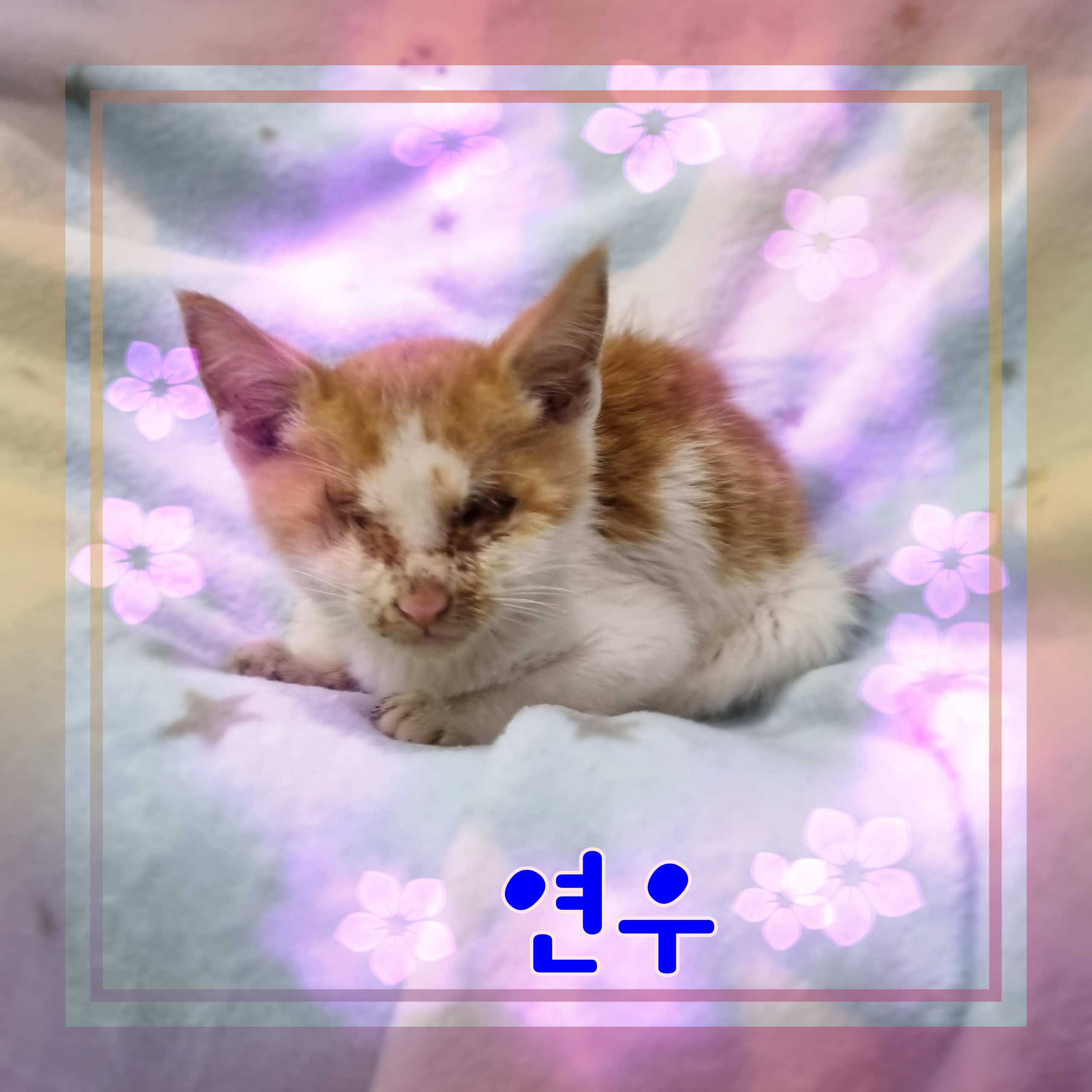 군산유기동물보호센터_445467202301230
