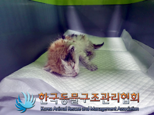 한국동물구조관리협회_411323202300671