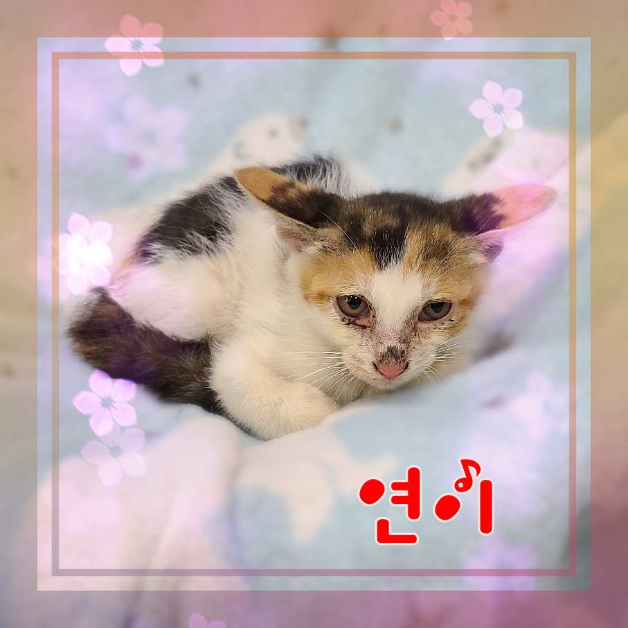 군산유기동물보호센터_445467202301228