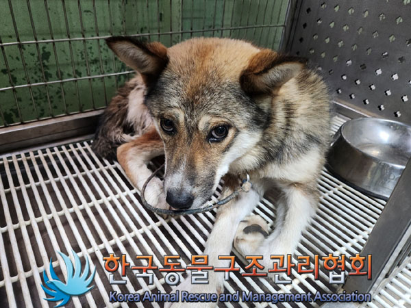 한국동물구조관리협회_441559202300611
