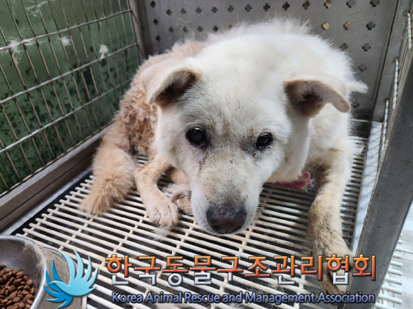 한국동물구조관리협회_441409202301095