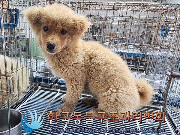 한국동물구조관리협회_441406202300992