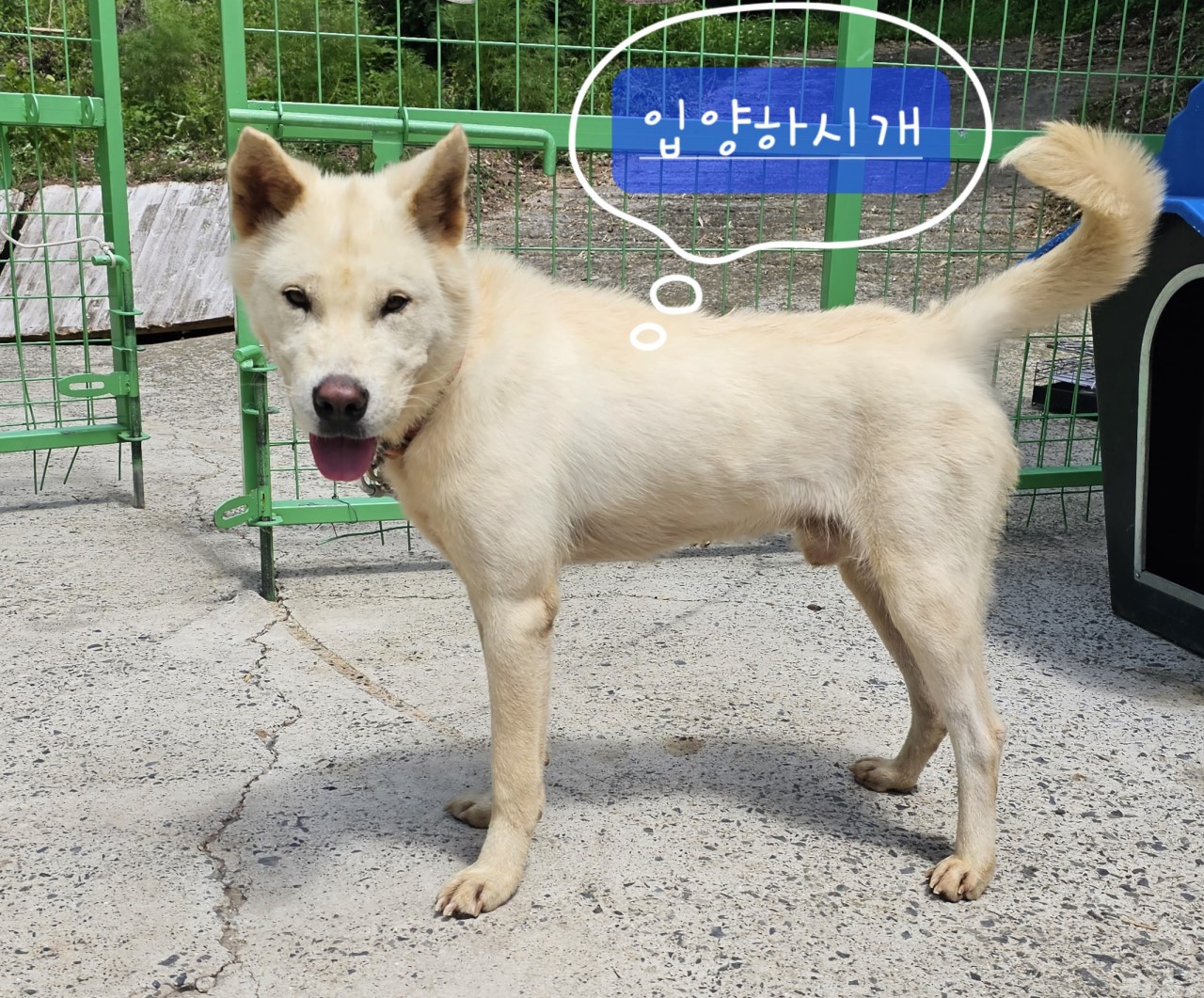사천시 동물보호센터_448534202300460