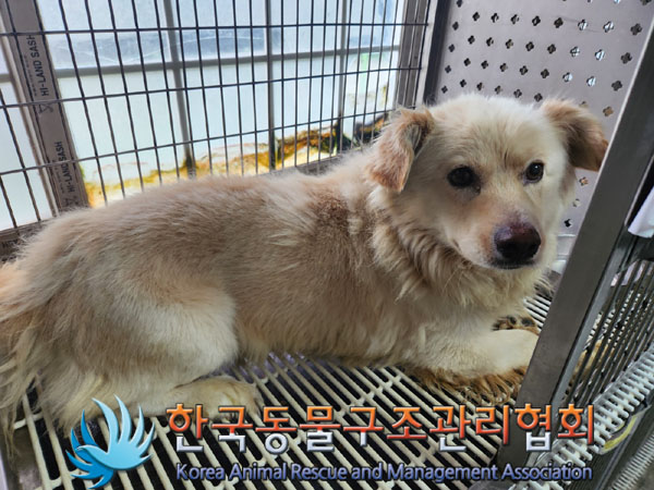 한국동물구조관리협회_441382202300462