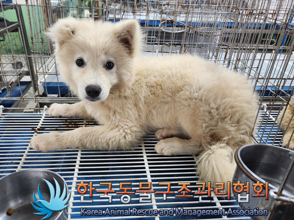 한국동물구조관리협회_441406202300993