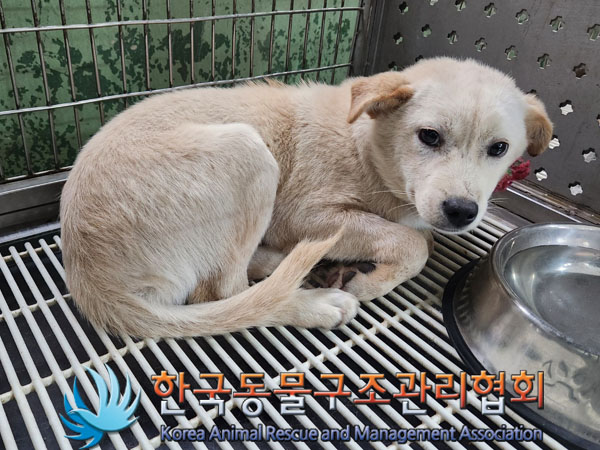 한국동물구조관리협회_441392202300145