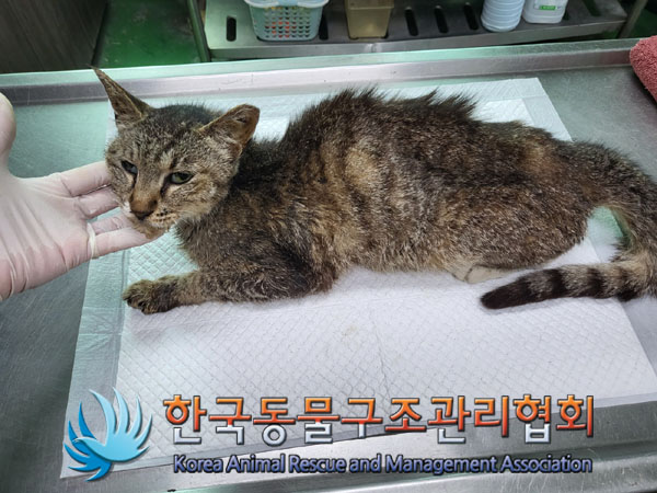 한국동물구조관리협회_411300202300289