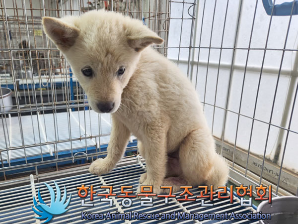 한국동물구조관리협회_441406202300991