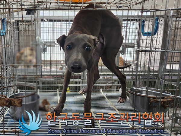 한국동물구조관리협회_441560202300874