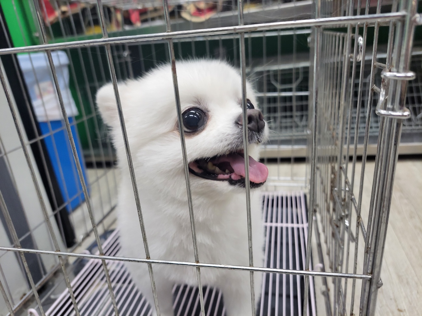 고양시동물보호센터_441394202301480