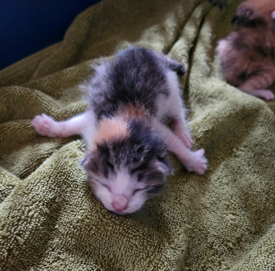 울산유기동물보호센터_431371202300323