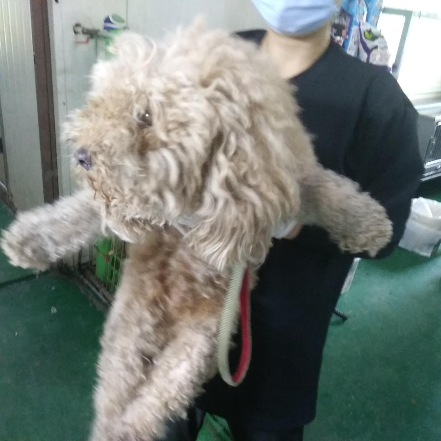 인천광역시수의사회_428351202300558