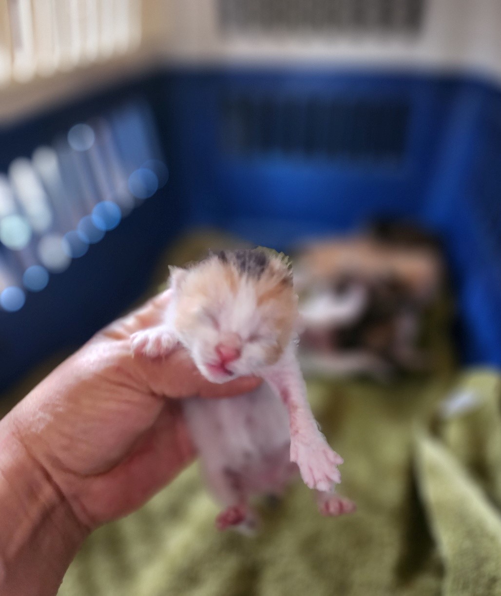 울산유기동물보호센터_431371202300324