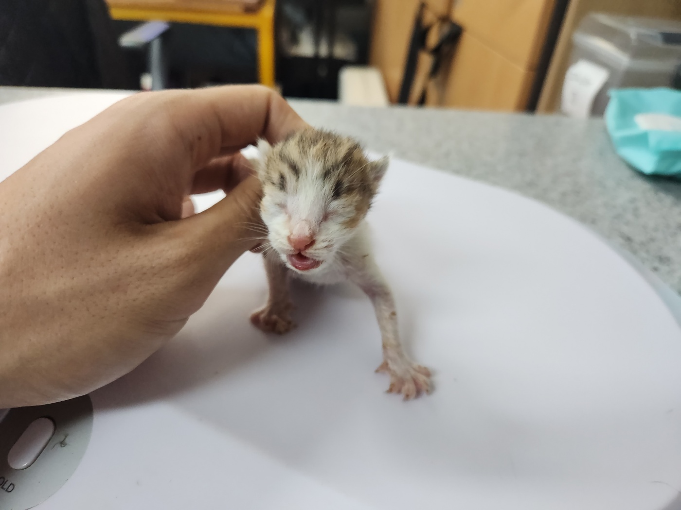 광주 동물보호소_429360202300589