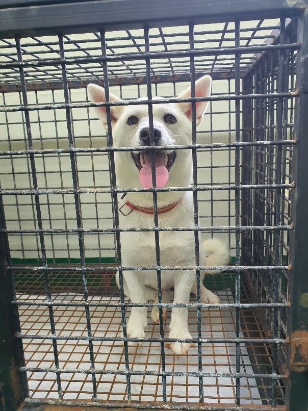 공주시 동물보호소_444450202300422