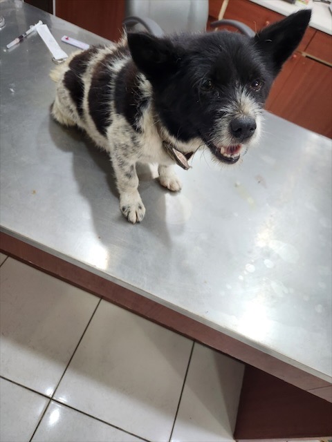 충주시동물보호센터_443439202300392