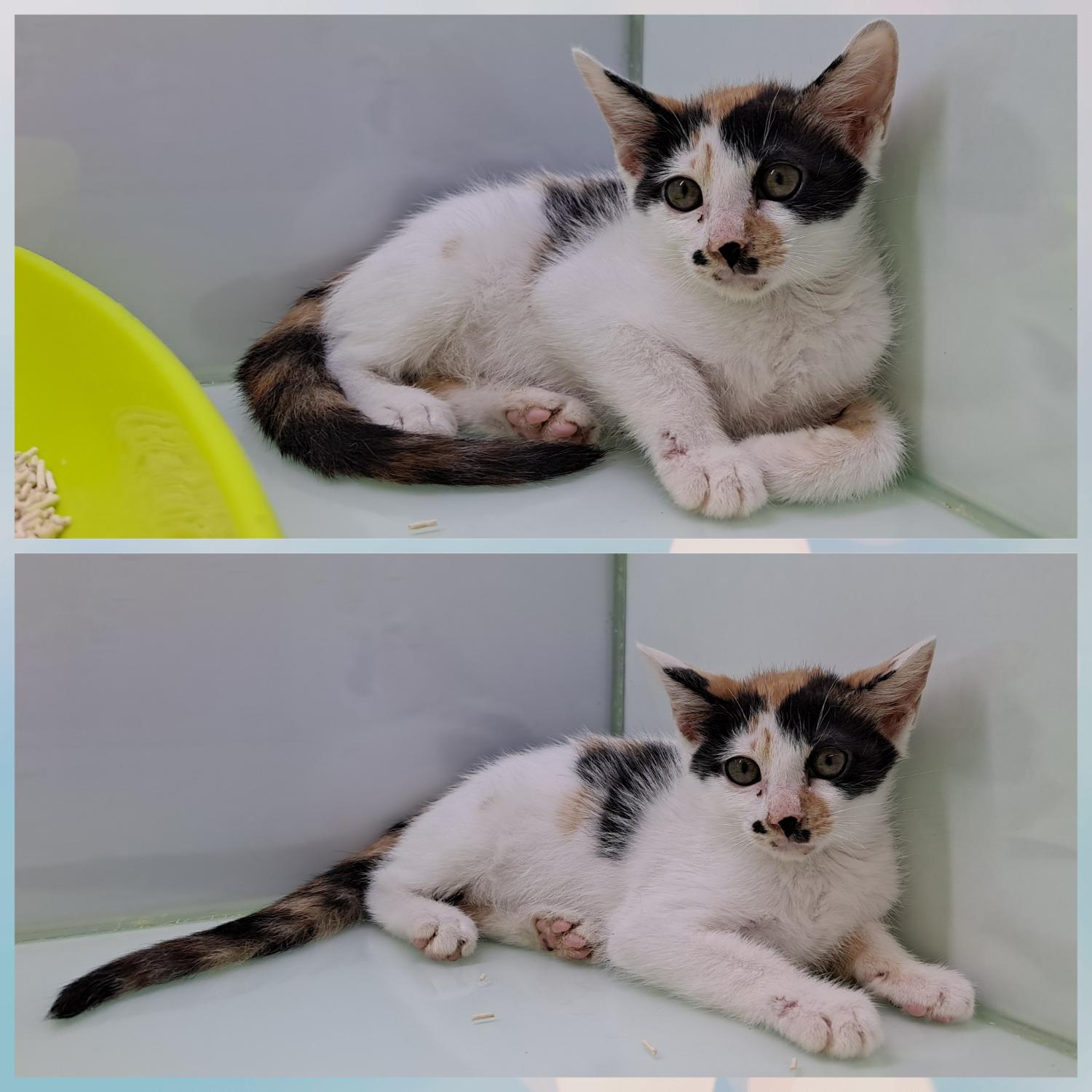 [고양이] 한국 고양이 경기-수원-2023-00300 유기동물 배경 이미지 입니다.