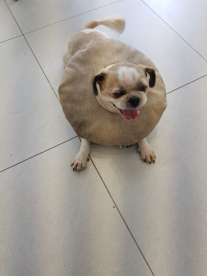 조재진동물병원_428354202300960