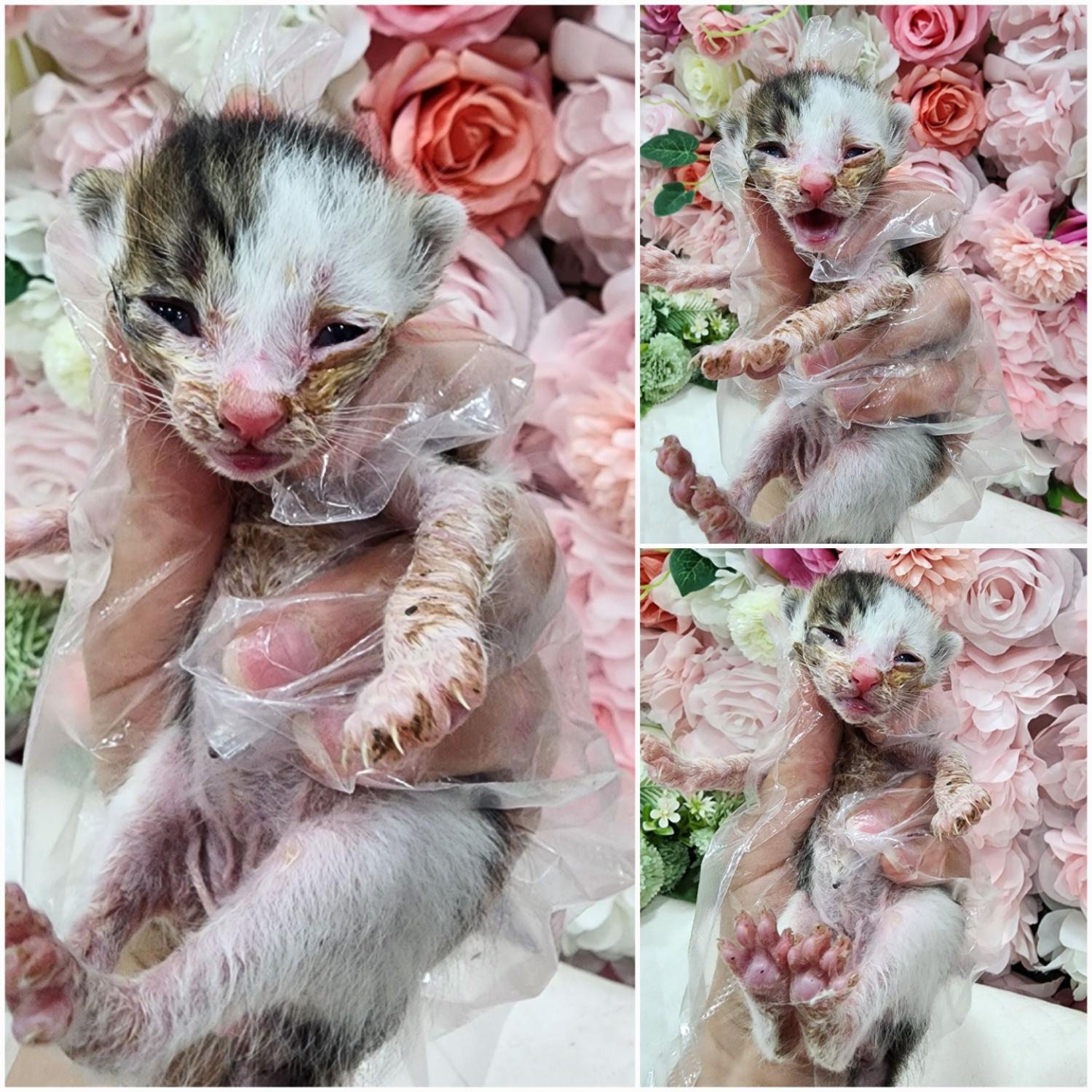 (사)영일동물플러스_447502202300691