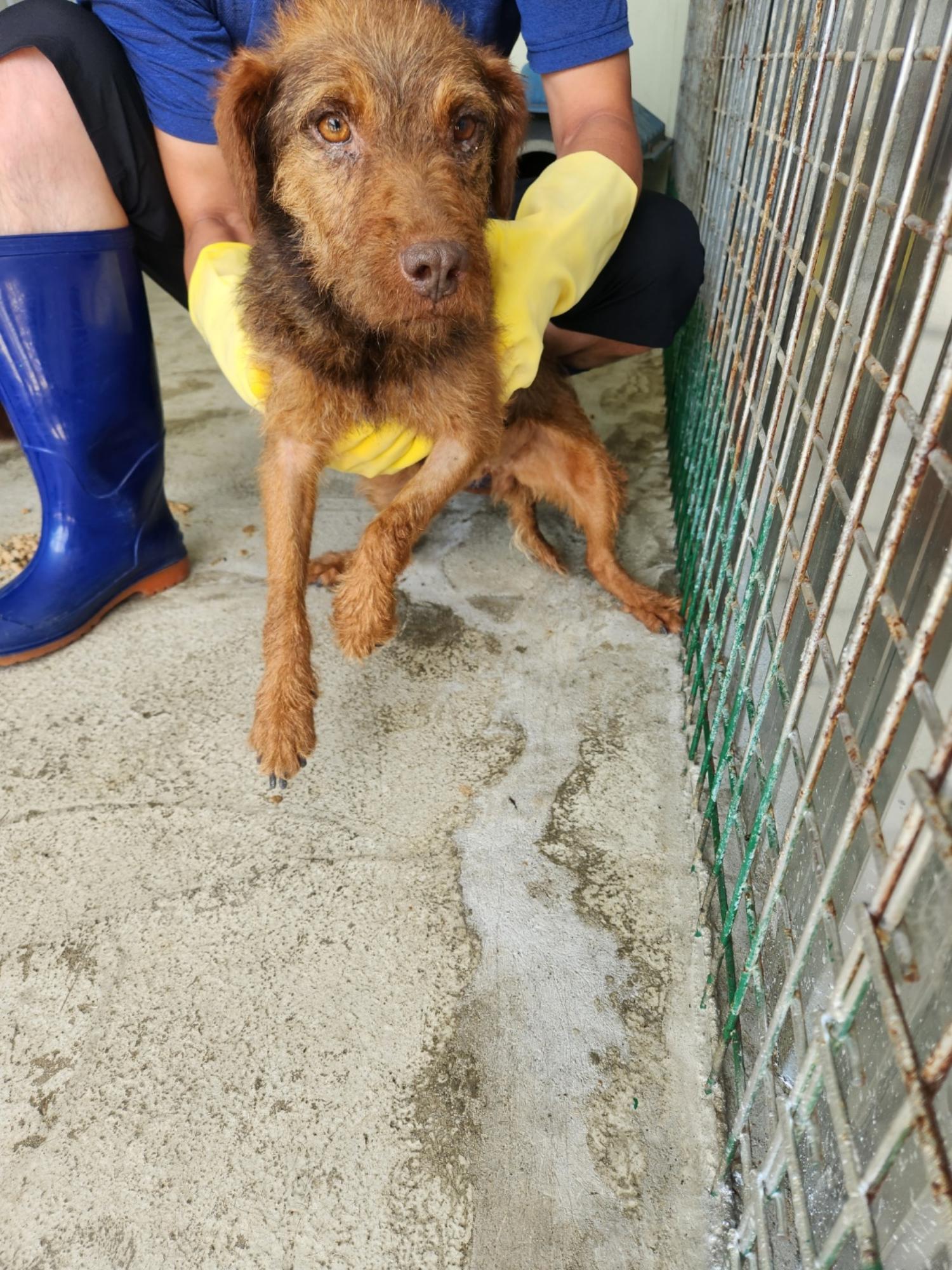예천군유기동물보호소_447523202300389