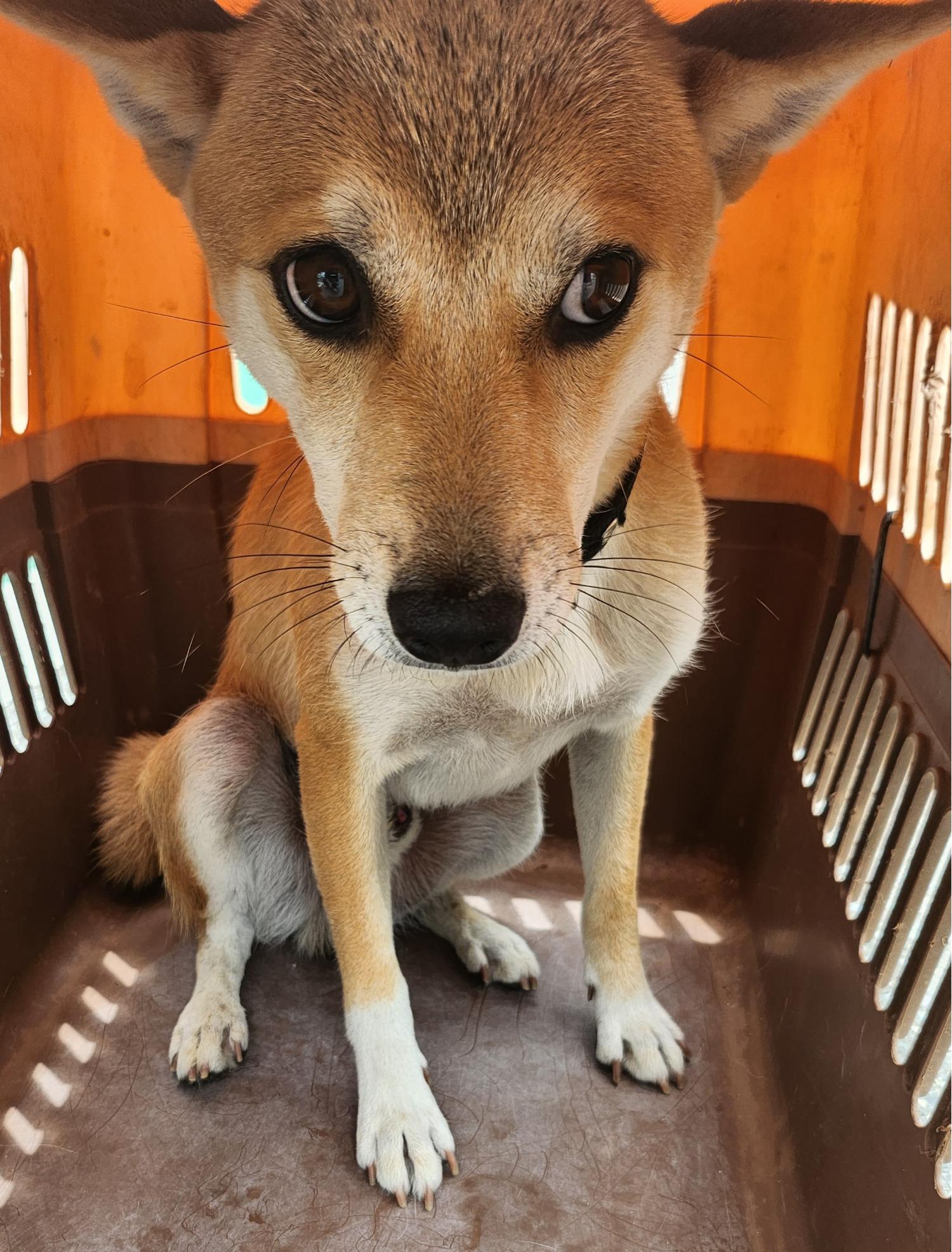 울산유기동물보호센터_431370202300656