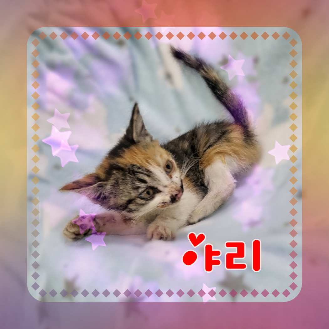군산유기동물보호센터_445467202301233