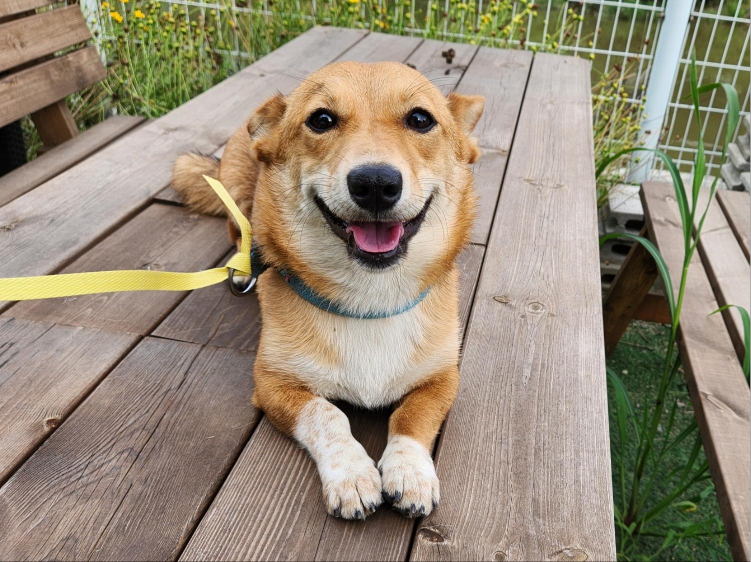 광주TNR동물병원송정_441554202301159