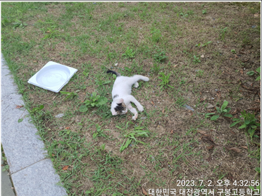 대전동물보호센터_430366202300411